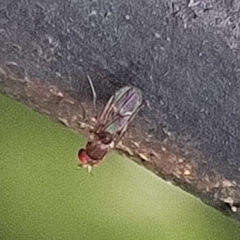 Diptera