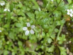 Saxifraga tridactylites