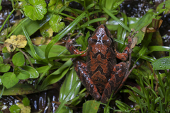 Pristimantis w-nigrum