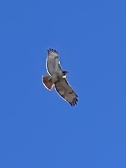 Buteo jamaicensis
