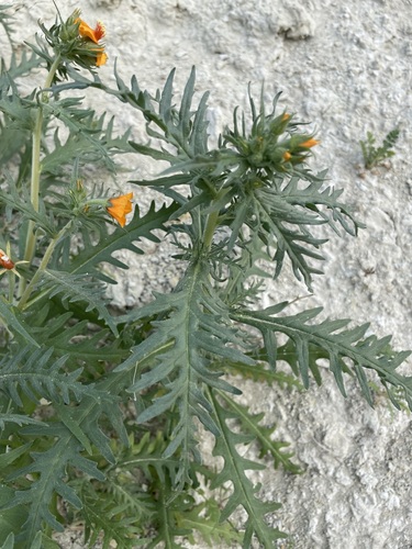 Image of Mentzelia pectinata by (c) Matt Berger, some rights reserved (CC BY)