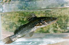 Silver Catfish photo 5