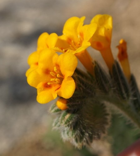 Eastwood's fiddleneck (Amsinckia eastwoodiae)