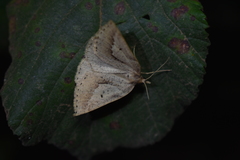 Psilaspilates signistriata