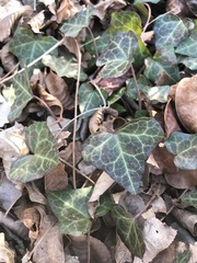 Hedera helix
