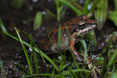 Pristimantis w-nigrum