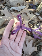 Iris reticulata
