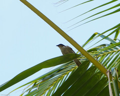 Gavicalis versicolor