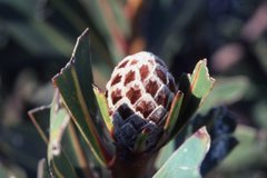 Protea rubropilosa