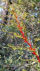 Vriesea altodaserrae