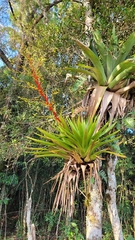Vriesea altodaserrae