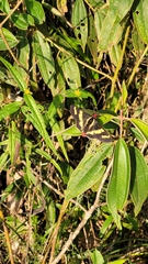 Sarbia xanthippe