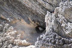 Phaethon lepturus catesbyi