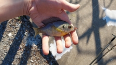 Lepomis macrochirus