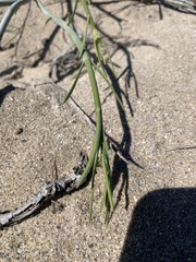 Asclepias subaphylla