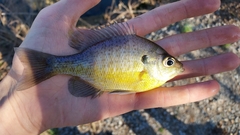Lepomis macrochirus