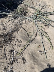 Asclepias subaphylla