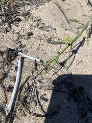 Asclepias subaphylla