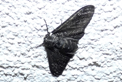 Biston betularia carbonaria