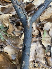 Diatrype decorticata