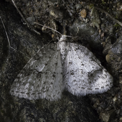 Venusia duodecemlineata