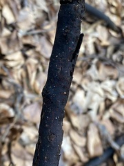 Diatrype decorticata