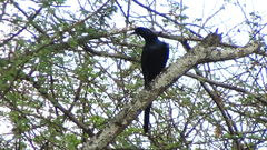 Onychognathus salvadorii