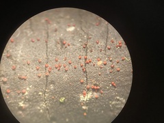 Dialonectria episphaeria