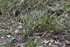 Paspalum langei