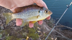 Lepomis microlophus