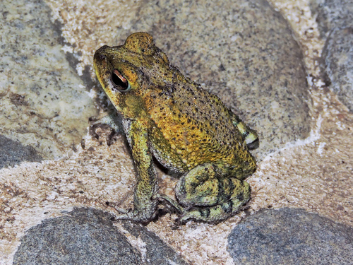 Sinaloa toad