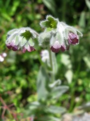 Cynoglossum columnae