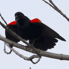 Agelaius phoeniceus