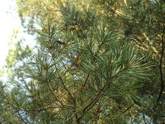 Pinus bungeana