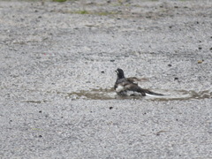 Motacilla alba lugens