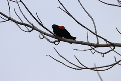 Agelaius phoeniceus