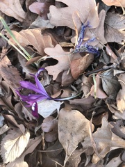 Iris reticulata