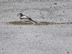 Motacilla alba lugens