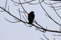 Agelaius phoeniceus