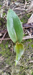 Tricyrtis formosana