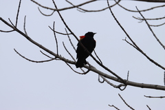 Agelaius phoeniceus