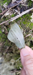 Tricyrtis formosana