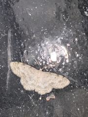 Scopula plantagenaria