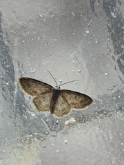 Scopula plantagenaria