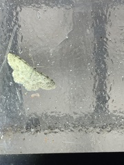 Scopula plantagenaria