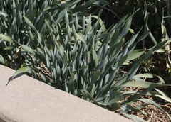 Pancratium maritimum