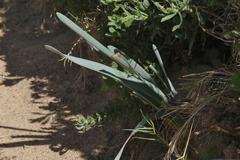 Pancratium maritimum