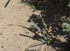 Pancratium maritimum