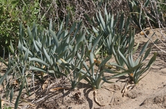 Pancratium maritimum