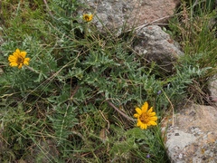 Balsamorhiza macrolepis